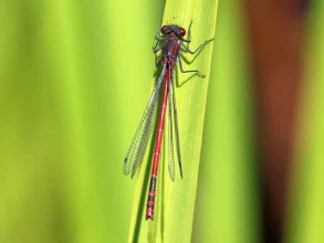 Large Red Damselfly Large Red Damselfly