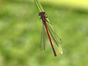 LargeRed Damselfly B