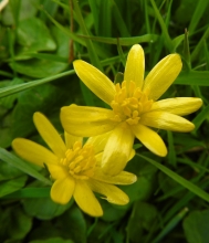 Lesser Celandine-1_edited-1