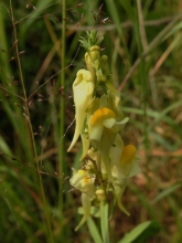 Common Toadflax Common Toadflax