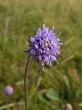 Devil's-bit Scabious Devil's-bit Scabious