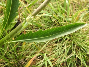 Devils bit leaf Devils bit leaf