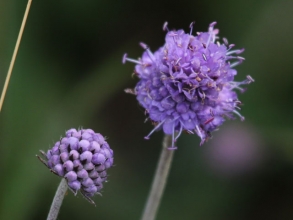 Devils bit scabious