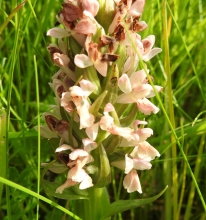 Early Marsh-orchid a