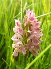 Early Marsh-orchid