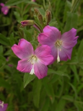 Great Willowherb