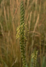 Greater Plantain