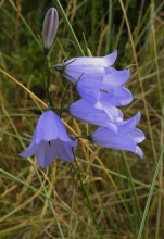 Harebell a Harebell a