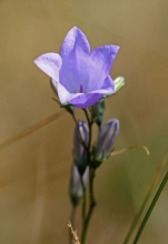 Harebell Harebell