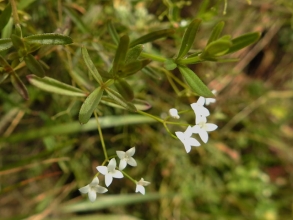 Marsh Bedstraw