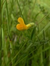 Meadow Vetchling