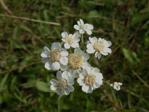 Sneezewort