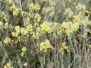 Toadflax