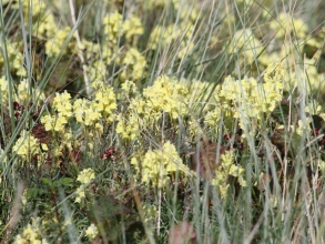 Toadflax Toadflax