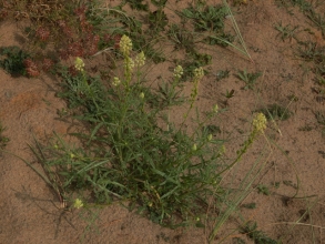 Wild Mignonette Wild Mignonette