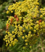 Wild Parsnip, Newbiggin Moor