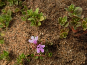 Wild Thyme