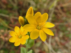 Yellow-wort