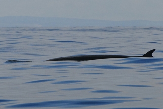 Minke-Whale-gallery-1