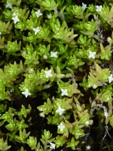 New Zealand Pygmyweed (crassua helmsii)