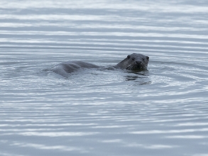Otter-1-Derek-Bilton-gallery2 Otter-1-Derek-Bilton-gallery2