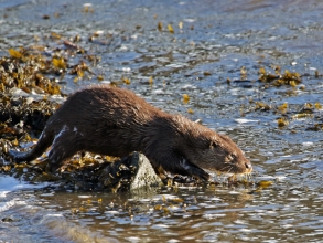 otter cubk_edited-1 otter cubk_edited-1