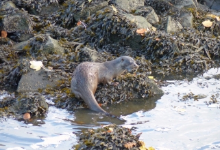 otter mam