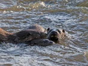 otters j_edited-1 otters j_edited-1