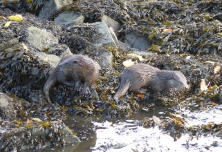 otters6