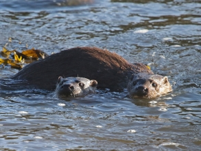 ottersc_edited-1 ottersc_edited-1