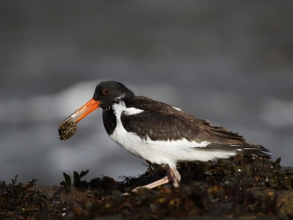 CBarlow Oystercatcher Church Point