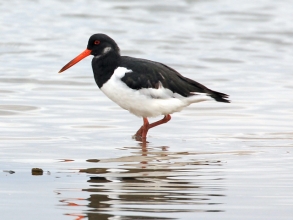 Oystercatcher-Paul-Buskin