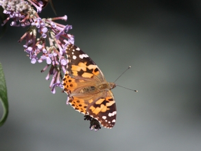 Painted-Lady-2-Hector-Galley