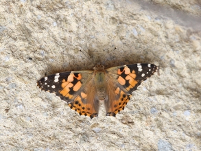 Painted-Lady-3-Hector-Galley