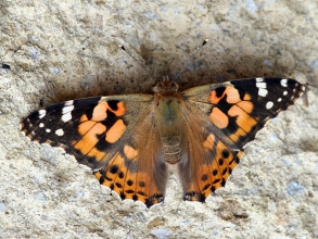 Painted-Lady-4-Hector-Galley