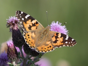 Painted_Lady-Hector-Galley-Photo2