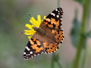 painted ladyb