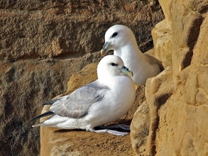 Fulmars-1-Hector-Galley-gallery