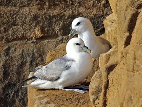 Fulmars-1-Hector-Galley-gallery Fulmars-1-Hector-Galley-gallery