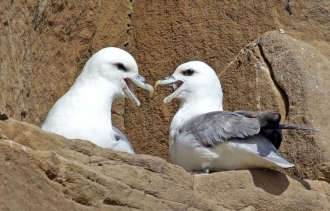 Fulmars