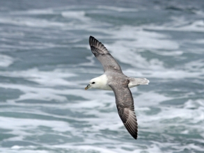 fulmar