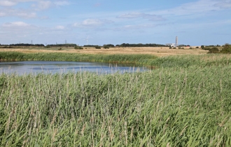 Phragmites, SUDs Pool