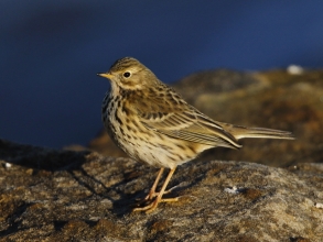 CBarlow Meadow Pipit Church Point