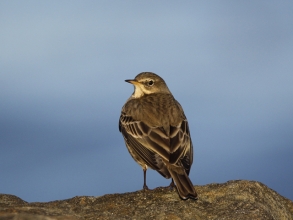 CBarlow Rock Pipit Church Point