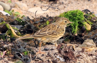 Meadow-Pipit-AB-08-13