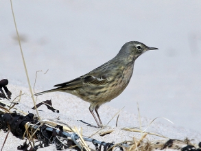 Rock-Pipit-1-Hector-Galley-April-17