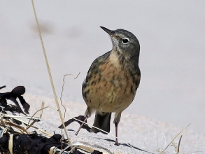 Rock-Pipit-2-Hector-Galley-April-17 Rock-Pipit-2-Hector-Galley-April-17