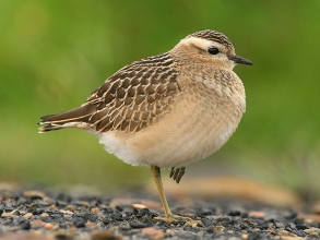 Dotterel-1-Jimmy-Steele-gallery