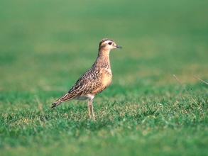 Dotterel-2-Jimmy-Steele-gallery