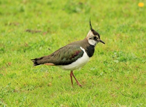 Lapwing-1-Paul-Buskin-Druridge-Pools-May-17-20th-gallery Lapwing-1-Paul-Buskin-Druridge-Pools-May-17-20th-gallery